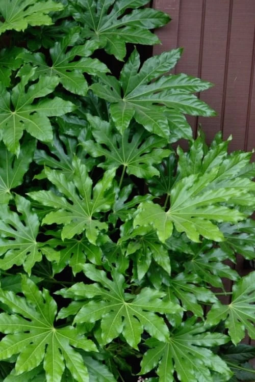 Fatsia Japonica - Japanese Aralia - Glossy Paper Plant - 1 Gallon Pot 3 Fatsia Japonica - Japanese Aralia - Glossy Paper Plant - 1 Gallon Pot