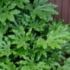 Fatsia Japonica - Japanese Aralia - Glossy Paper Plant - 5 Gallon Pot 1 Fatsia Japonica - Japanese Aralia - Glossy Paper Plant - 5 Gallon Pot -FRUIT TREES & PLANTS Sales fatsia Japanese Aralia 1 500x750 4