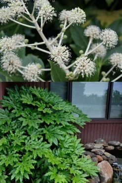 Fatsia Japonica - Japanese Aralia - Glossy Paper Plant - 3 Gallon Pot -FRUIT TREES & PLANTS Sales fatsia Japanese Aralia 2 500x750 5