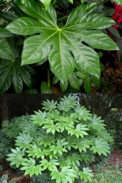 Fatsia Japonica - Japanese Aralia - Glossy Paper Plant - 3 Gallon Pot -FRUIT TREES & PLANTS Sales fatsia Japanese Aralia 500x750 5