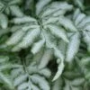 Silver Lace Fern - 5 Pack Of Quart Pots -FRUIT TREES & PLANTS Sales fern silver lace 5 thumbnail
