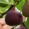 Little Ruby Dwarf Fig Tree - 3 Gallon Pot 1 Little Ruby Dwarf Fig Tree - 3 Gallon Pot -FRUIT TREES & PLANTS Sales ficus carica little ruby fig tree 1