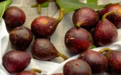 Little Ruby Dwarf Fig Tree - 3 Gallon Pot -FRUIT TREES & PLANTS Sales ficus carica little ruby fig tree 2