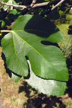 Little Ruby Dwarf Fig Tree - 3 Gallon Pot -FRUIT TREES & PLANTS Sales ficus carica little ruby fig tree 3
