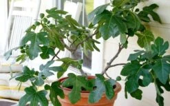 Little Ruby Dwarf Fig Tree - 3 Gallon Pot -FRUIT TREES & PLANTS Sales ficus carica little ruby fig tree 4