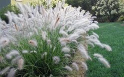 Hameln Dwarf Hardy Fountain Grass (Pennisetum) - 3 Gallon Pot -FRUIT TREES & PLANTS Sales fountain20grass20hameln