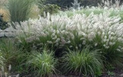 Hameln Dwarf Hardy Fountain Grass (Pennisetum) - 3 Gallon Pot -FRUIT TREES & PLANTS Sales fountain20grass20hameln202