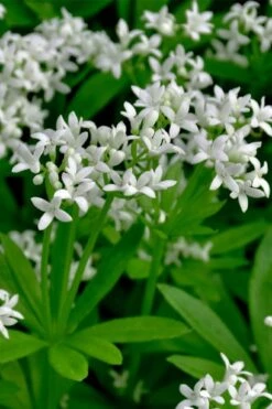 Sweet Woodruff (Galium Odoratum) - 6 Pack Of Pint Pots 14 Sweet Woodruff (Galium Odoratum) - 6 Pack Of Pint Pots -FRUIT TREES & PLANTS Sales galium odoratum sweet woodruff 3 1
