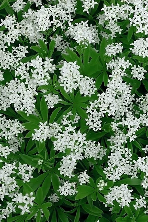 Sweet Woodruff (Galium Odoratum) - 6 Pack Of Pint Pots 6 Sweet Woodruff (Galium Odoratum) - 6 Pack Of Pint Pots - Image 4
