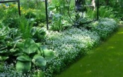 Sweet Woodruff (Galium Odoratum) - 5 Pack Of Quart Pots -FRUIT TREES & PLANTS Sales galium odoratum sweet woodruff 6