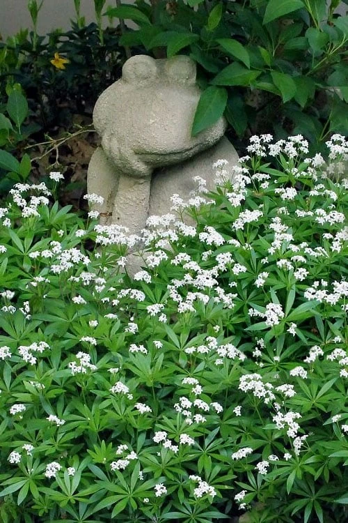 Sweet Woodruff (Galium Odoratum) - 6 Pack Of Pint Pots 3 Sweet Woodruff (Galium Odoratum) - 6 Pack Of Pint Pots