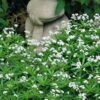 Sweet Woodruff (Galium Odoratum) - 5 Pack Of Quart Pots -FRUIT TREES & PLANTS Sales galium odoratum sweet woodruff 7