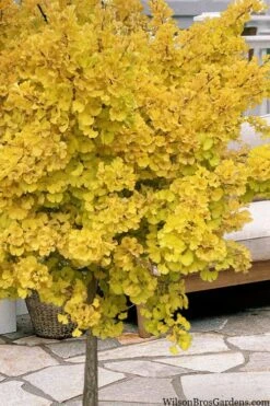 Mariken Dwarf Ginkgo Single Trunk Topiary Tree - 2 Gallon Pot -FRUIT TREES & PLANTS Sales ginkgo biloba mariken single trunk topiary tree 1