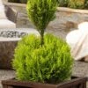 Goldcrest Monterey Lemon Cypress - 2-Ball Poodle Tier Topiary - 2 Gallon Pot 2 Goldcrest Monterey Lemon Cypress - 2-Ball Poodle Tier Topiary - 2 Gallon Pot -FRUIT TREES & PLANTS Sales goldcrest monterey lemon cypress two ball poodle tier topiary 1