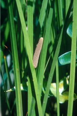 American Sweet Flag (Acorus Americanus) - 1 Gallon Pot -FRUIT TREES & PLANTS Sales grass american sedge 500x750 1