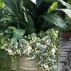 Variegated Algerian Ivy (Hedera Algeriensis 'Gloire De Marengo') - 5 Pack Of Pint Pots -FRUIT TREES & PLANTS Sales hedera algeriensis gloire de marengo variegated algerian ivy 102