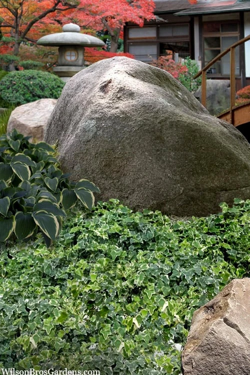 Ingelise English Ivy (Hedera) - 5 Pack Of Pint Pots 3 Ingelise English Ivy (Hedera) - 5 Pack Of Pint Pots