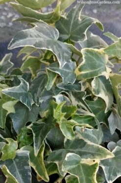 Ingelise English Ivy (Hedera) - 10 Pack Of 4" Pots -FRUIT TREES & PLANTS Sales hedera helix ingelise english ivy 4