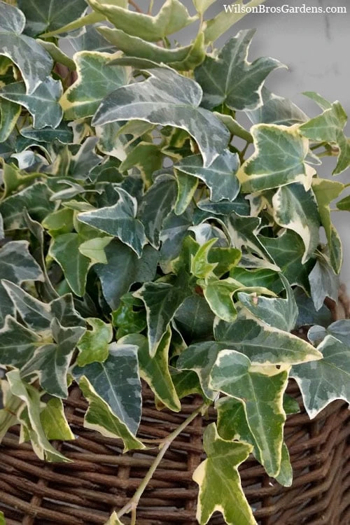 Ingelise English Ivy (Hedera) - 5 Pack Of Pint Pots 8 Ingelise English Ivy (Hedera) - 5 Pack Of Pint Pots - Image 6