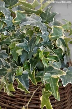 Ingelise English Ivy (Hedera) - 10 Pack Of 4" Pots -FRUIT TREES & PLANTS Sales hedera helix ingelise english ivy 6