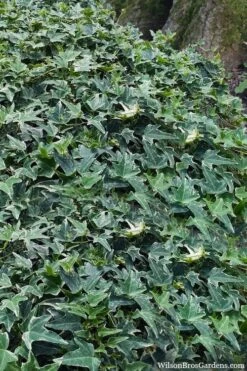 Ingelise English Ivy (Hedera) - 5 Pack Of Pint Pots 12 Ingelise English Ivy (Hedera) - 5 Pack Of Pint Pots -FRUIT TREES & PLANTS Sales hedera helix ingelise english ivy 7 1