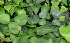 Teardrop Ivy (Hedera Helix) - 5 Pack Of Pint Pots -FRUIT TREES & PLANTS Sales hedera helix teardrop ivy 100