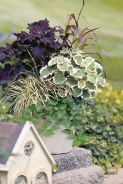 Teardrop Ivy (Hedera Helix) - 5 Pack Of Pint Pots -FRUIT TREES & PLANTS Sales hedera helix teardrop ivy 101