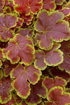 Solar Eclipse Heucherella (Foamy Bells) - 1 Gallon Pot -FRUIT TREES & PLANTS Sales heucherella solar eclipse 1