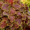 Solar Eclipse Heucherella (Foamy Bells) - 1 Gallon Pot -FRUIT TREES & PLANTS Sales heucherella solar eclipse 2