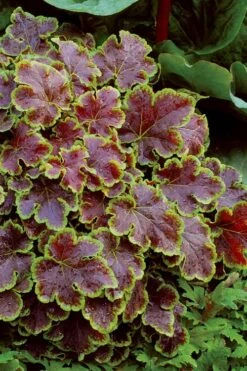 Solar Eclipse Heucherella (Foamy Bells) - 1 Gallon Pot -FRUIT TREES & PLANTS Sales heucherella solar eclipse 4