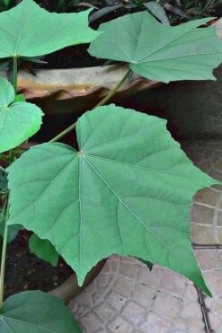 Confederate Rose Hibiscus (Rose Mallow) - 6 Pack Of Quart Pots -FRUIT TREES & PLANTS Sales hibiscus confederate rose leaves