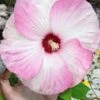 Luna Pink Swirl Hardy Hibiscus - 3 Gallon Pot -FRUIT TREES & PLANTS Sales hibiscus luna pink swirl 101