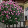 Lucy Rose Of Sharon (Single Trunk Tree) - 7 Gallon Pot (4-5') 2 Lucy Rose Of Sharon (Single Trunk Tree) - 7 Gallon Pot (4-5') -FRUIT TREES & PLANTS Sales hibiscus syriacus lucy rose of sharon tree 2
