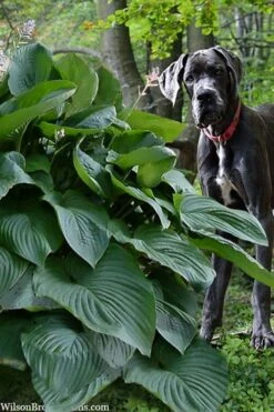 Empress Wu Giant Hosta Lily - 6 Pack Of 1 Gallon Pots 13 Empress Wu Giant Hosta Lily - 6 Pack Of 1 Gallon Pots -FRUIT TREES & PLANTS Sales hosta lily empress wu 205