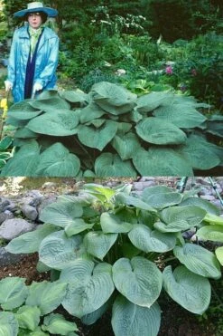 Humpback Whale Giant Hosta Lily - 1 Gallon Pot 12 Humpback Whale Giant Hosta Lily - 1 Gallon Pot -FRUIT TREES & PLANTS Sales hosta lily humpback whale 3