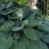 Humpback Whale Giant Hosta Lily - 1 Gallon Pot -FRUIT TREES & PLANTS Sales hosta lily humpback whale 8