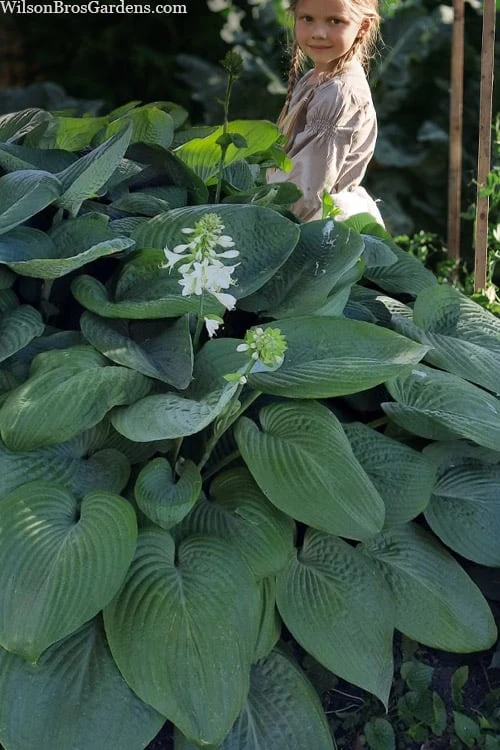 Humpback Whale Giant Hosta Lily - 1 Gallon Pot 3 Humpback Whale Giant Hosta Lily - 1 Gallon Pot