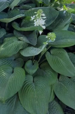 Humpback Whale Giant Hosta Lily - 1 Gallon Pot 14 Humpback Whale Giant Hosta Lily - 1 Gallon Pot -FRUIT TREES & PLANTS Sales hosta lily humpback whale 9