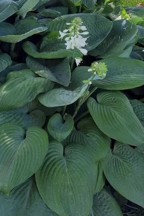 Humpback Whale Giant Hosta Lily - 1 Gallon Pot 8 Humpback Whale Giant Hosta Lily - 1 Gallon Pot - Image 6