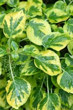 Miranda Climbing Hydrangea - 2 Gallon Pot -FRUIT TREES & PLANTS Sales hydrangea anomala petiolaris miranda climbing hydrangea 11