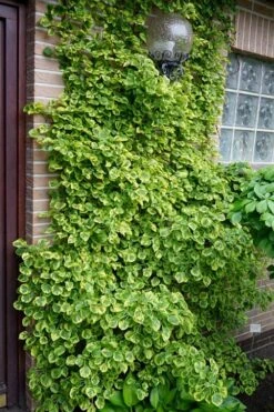 Miranda Climbing Hydrangea - 2 Gallon Pot -FRUIT TREES & PLANTS Sales hydrangea anomala petiolaris miranda climbing hydrangea 13