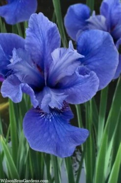 Cote D'Azur Siberian Iris - 1 Gallon Pot -FRUIT TREES & PLANTS Sales iris siberica cote d azur 3