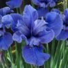 Cote D'Azur Siberian Iris - 1 Gallon Pot