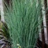 Blue Dart Rush (Juncus) - 10 Pack Of Quart Pots -FRUIT TREES & PLANTS Sales juncus blue dart rush 4