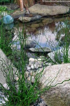 Big Twister Giant Corkscrew Rush (Juncus Effusus) - 5 Pack Of Quart Pots 11 Big Twister Giant Corkscrew Rush (Juncus Effusus) - 5 Pack Of Quart Pots -FRUIT TREES & PLANTS Sales juncus effusus big twister 100