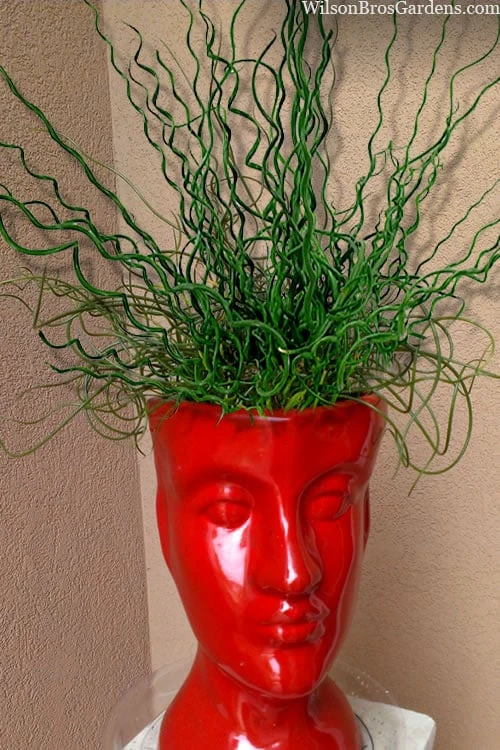 Big Twister Giant Corkscrew Rush (Juncus Effusus) - 5 Pack Of Quart Pots 3 Big Twister Giant Corkscrew Rush (Juncus Effusus) - 5 Pack Of Quart Pots