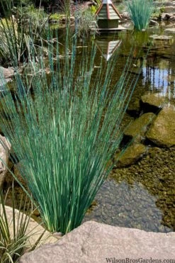 Blue Arrows Rush (Juncus Inflexus) - 1 Gallon Pot -FRUIT TREES & PLANTS Sales juncus inflexus blue arrows rush 21