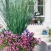 Blue Arrows Rush (Juncus Inflexus) - 1 Gallon Pot 1 Blue Arrows Rush (Juncus Inflexus) - 1 Gallon Pot -FRUIT TREES & PLANTS Sales juncus inflexus blue arrows rush 23 1