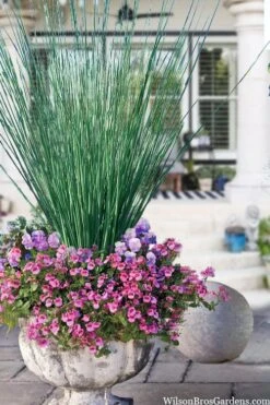 Elk's Blue California Gray Rush (Juncus Patens) - 1 Gallon Pot -FRUIT TREES & PLANTS Sales juncus inflexus blue arrows rush 23