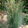 Elk's Blue California Gray Rush (Juncus Patens) - 1 Gallon Pot -FRUIT TREES & PLANTS Sales juncus patens elk blue california rush 10